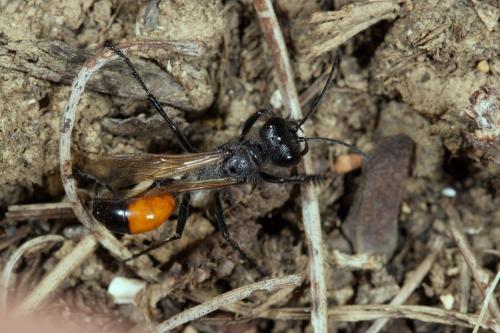 Réf. 283 633 : Podalonia luffii