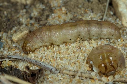Agrotis ripae