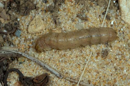 Agrotis ripae