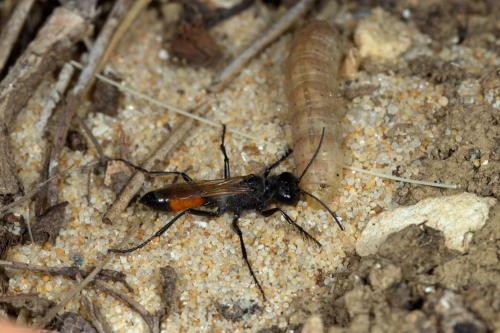 Réf. 283 632 : Podalonia luffii