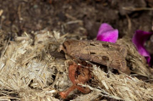 Réf. 283 539 : Agrotis exclamationis