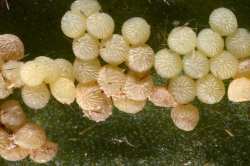 Réf. 283 540 : Agrotis exclamationis