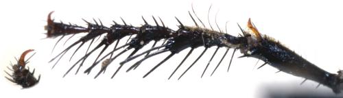 Podalonia luffii