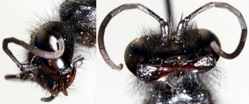 Réf. 283 703 : Podalonia luffii