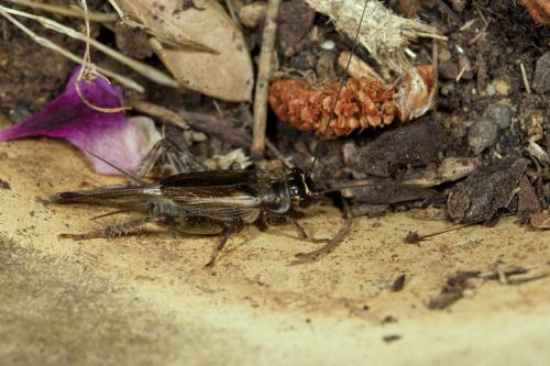 Eumodicogryllus bordigalensis bordigalensis