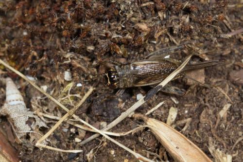 Eumodicogryllus bordigalensis bordigalensis