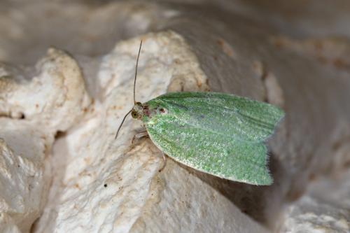 Réf. 283 770 : Tortrix viridana