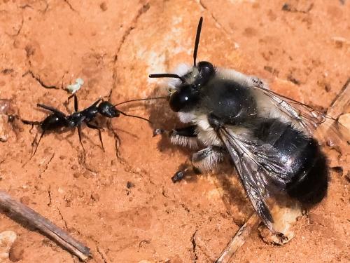 Anthophora aestivalis