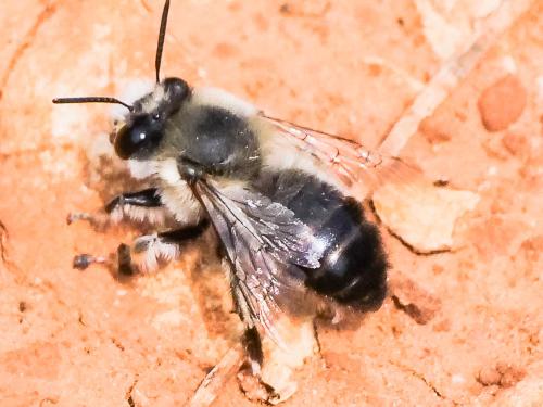 Anthophora aestivalis