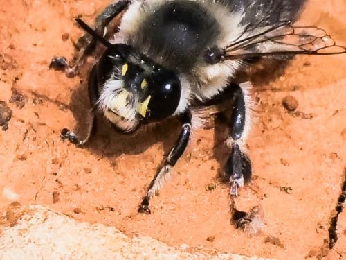 Anthophora aestivalis
