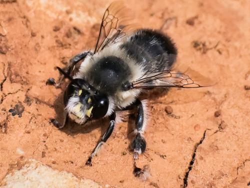 Anthophora aestivalis