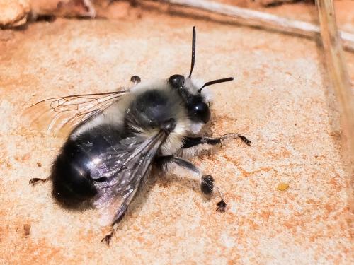 Réf. 283 200 : Anthophora aestivalis