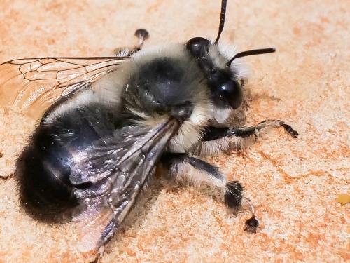 Anthophora aestivalis