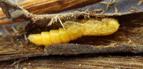 Réf. 283 214 : Oberea erythrocephala