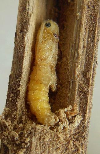 Réf. 283 215 : Oberea erythrocephala