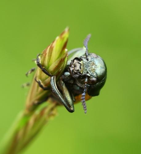 Réf. 283 847 : Labidostomis sp.