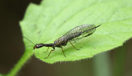 Atlantoraphidia maculicollis