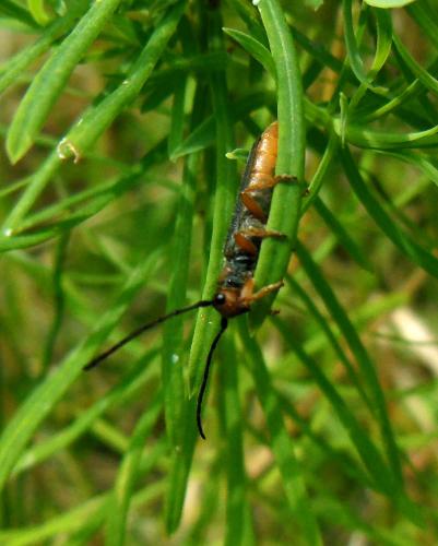 Réf. 283 293 : Oberea erythrocephala