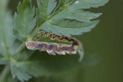 Phytomyza chaerophylli