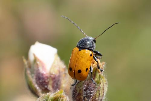 Cryptocephalus sexmaculatus