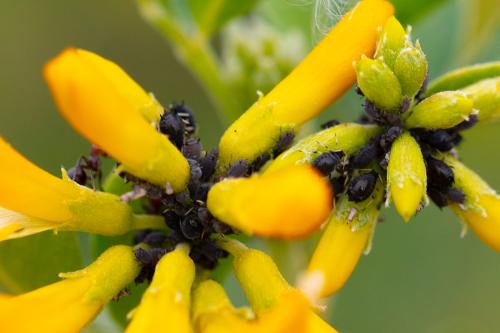 Aphis craccivora
