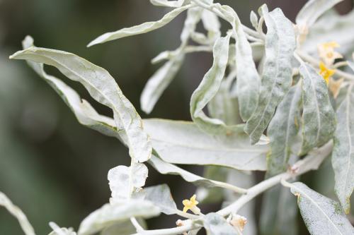 Aceria angustifoliae