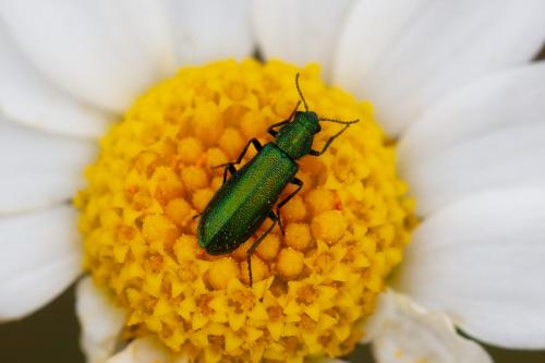 Réf. 283 082 : Psilothrix viridicoerulea