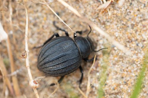 Réf. 283 088 : Pimelia muricata