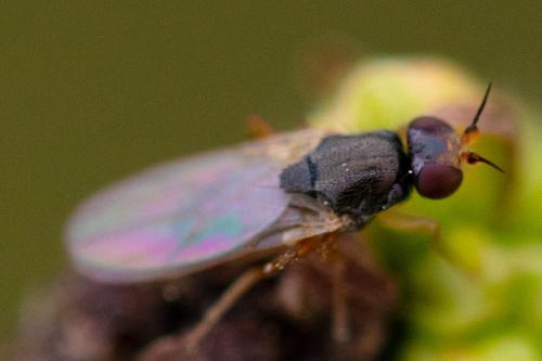 Elachiptera tuberculifera