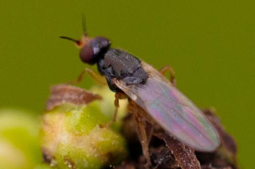 Elachiptera tuberculifera