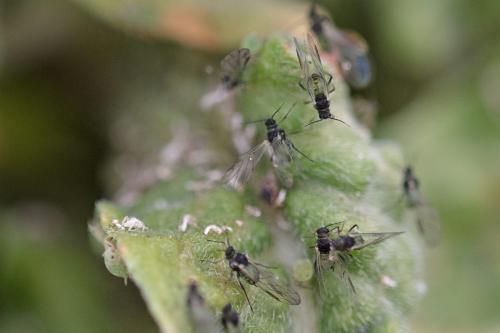 Aphis oenotherae