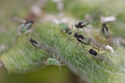 Aphis oenotherae