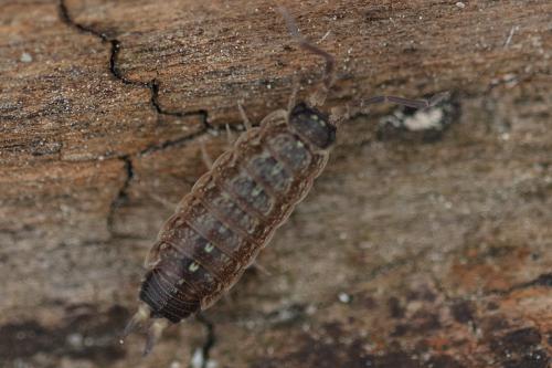 Acaeroplastes melanurus