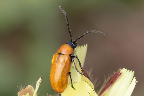 Réf. 283 513 : Exosoma lusitanicum