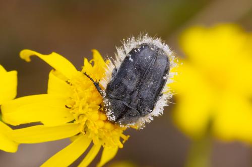 Réf. 283 569 : Tropinota hirta