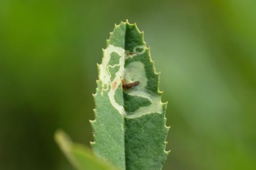 Réf. 283 651 : Agromyza frontella