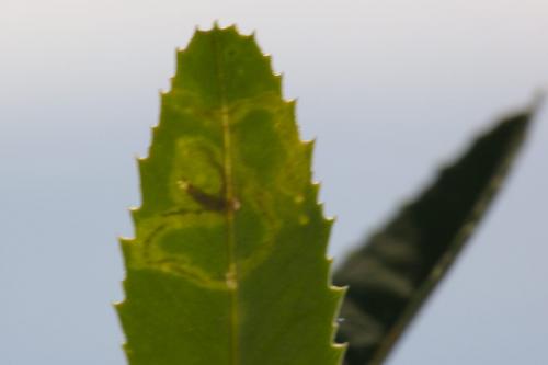 Réf. 283 652 : Agromyza frontella