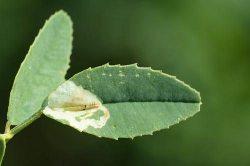 Agromyza frontella