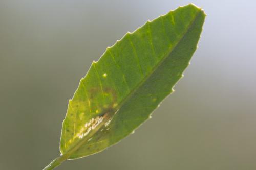 Réf. 283 650 : Agromyza frontella