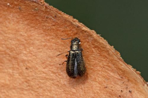 Dasytes sp.