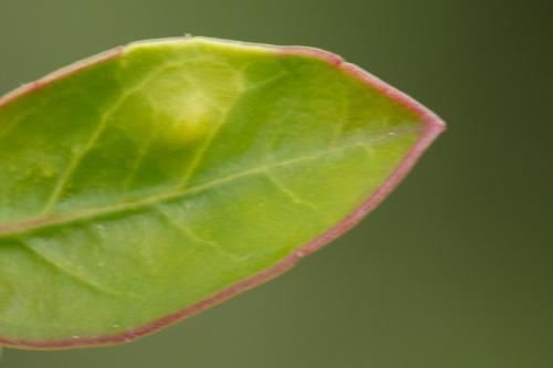 Réf. 283 718 : Trioza marginepunctata