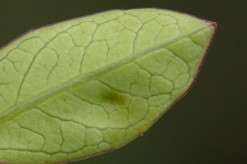 Réf. 283 719 : Trioza marginepunctata