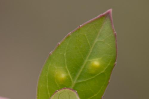 Trioza marginepunctata