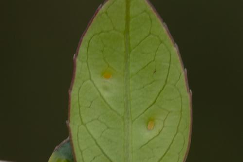 Réf. 283 716 : Trioza marginepunctata