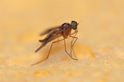 Réf. 283 641 : Chrysopilus nubecula