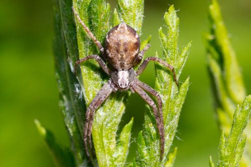 Philodromus sp.