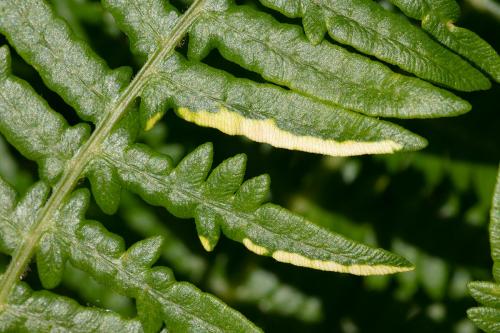 Dasineura pteridicola