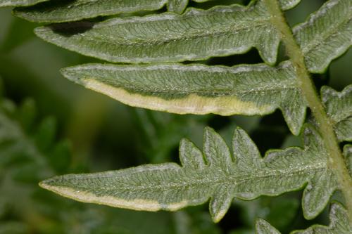 Réf. 283 984 : Dasineura pteridicola