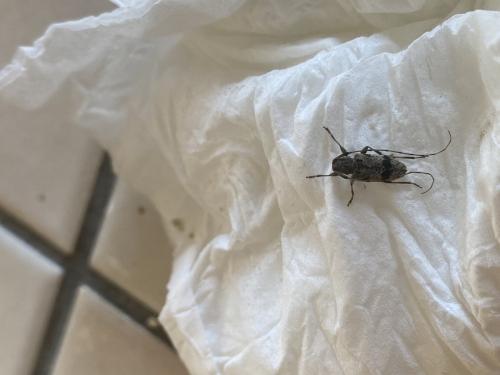 Leiopus sp.