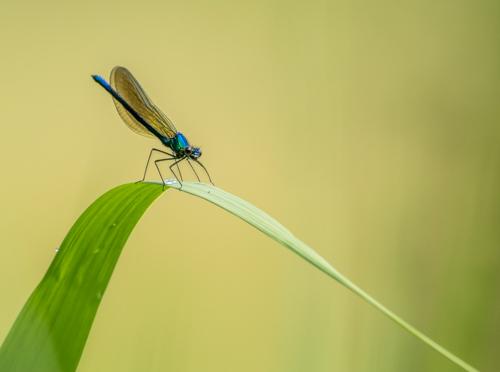 Calopteryx sp.